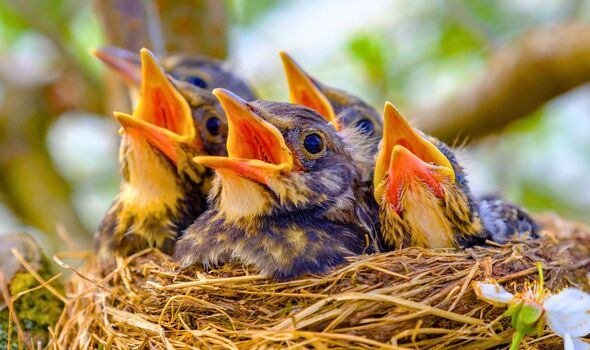 Picture of baby chicks in a bird nest Picture of baby chicks in a bird nest