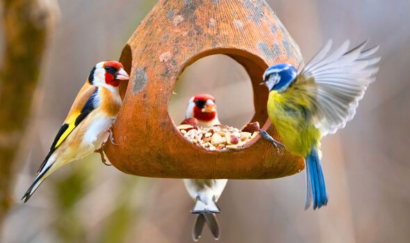 Picture of a bird eating out of a feeder Picture of a bird eating out of a feeder
