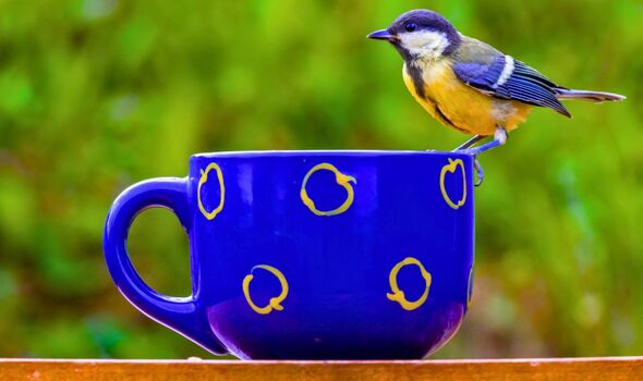 Picture of a mug in a garden Picture of a mug in a garden