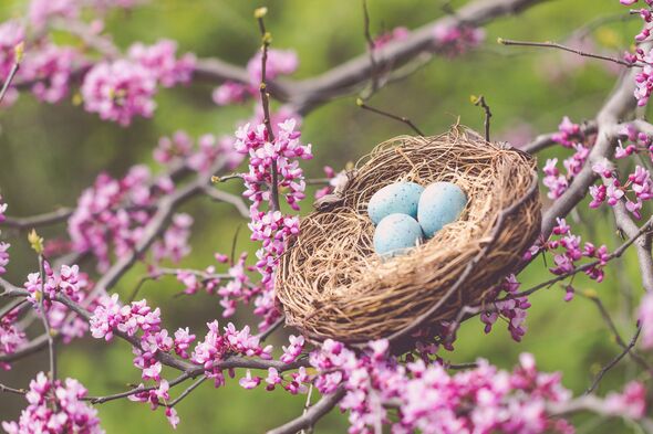 Bird's Nest Nestled on the Redbud Branch