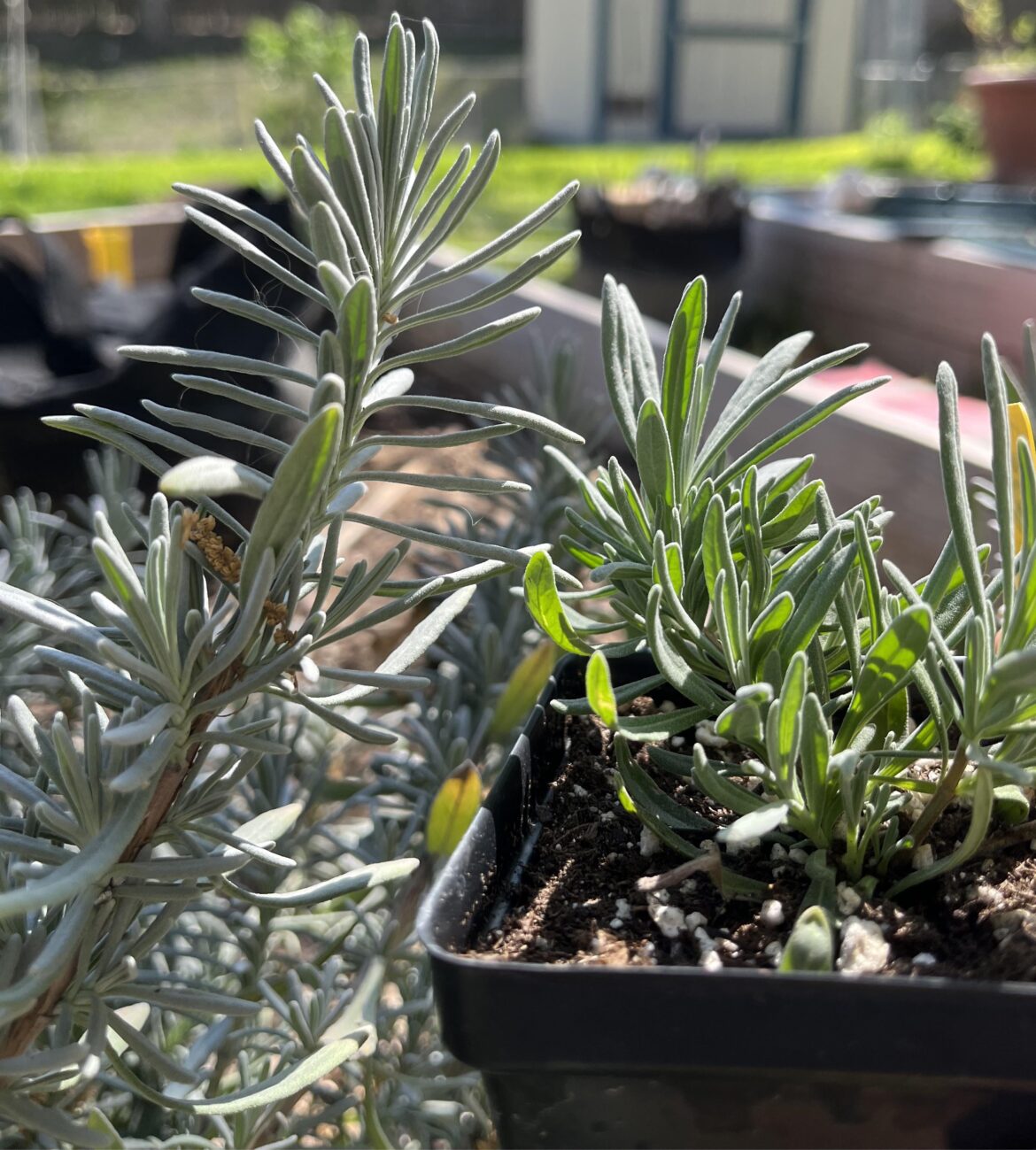 What kind of lavender do I have? What kind of lavender do I have?
