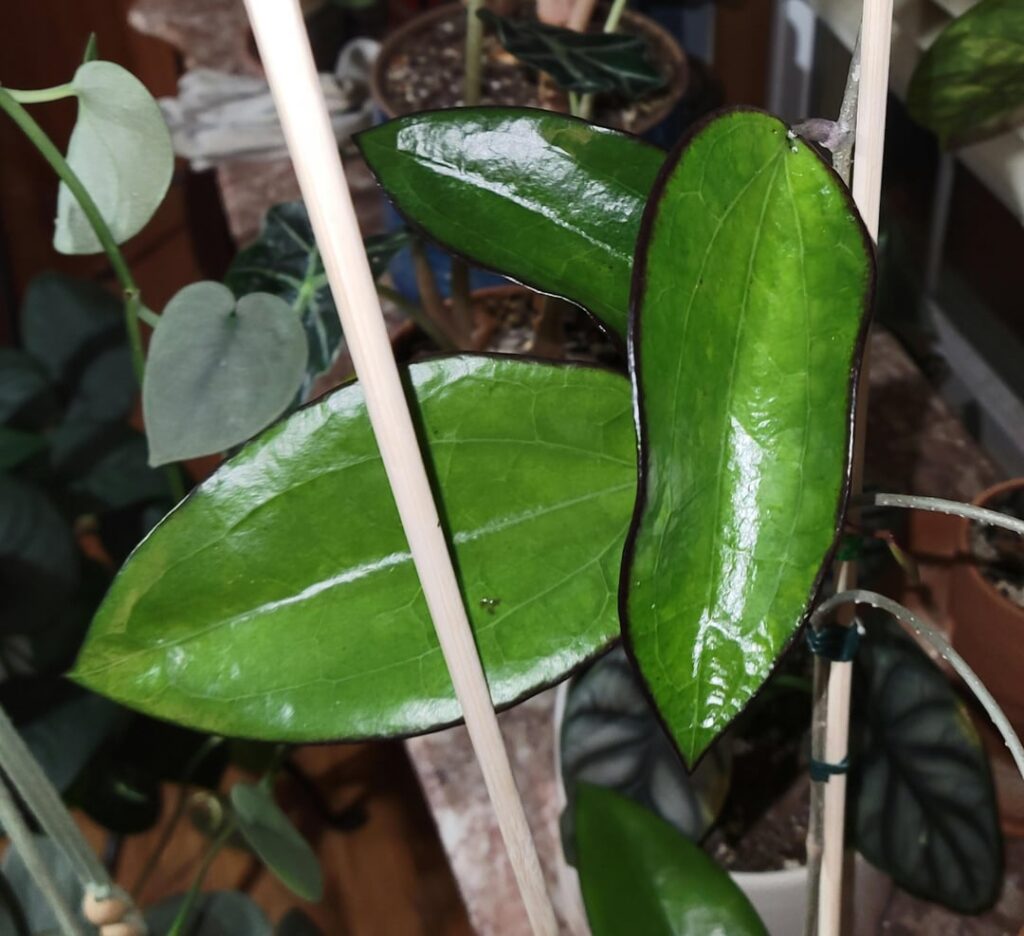 My Hoya Bumi Jawa