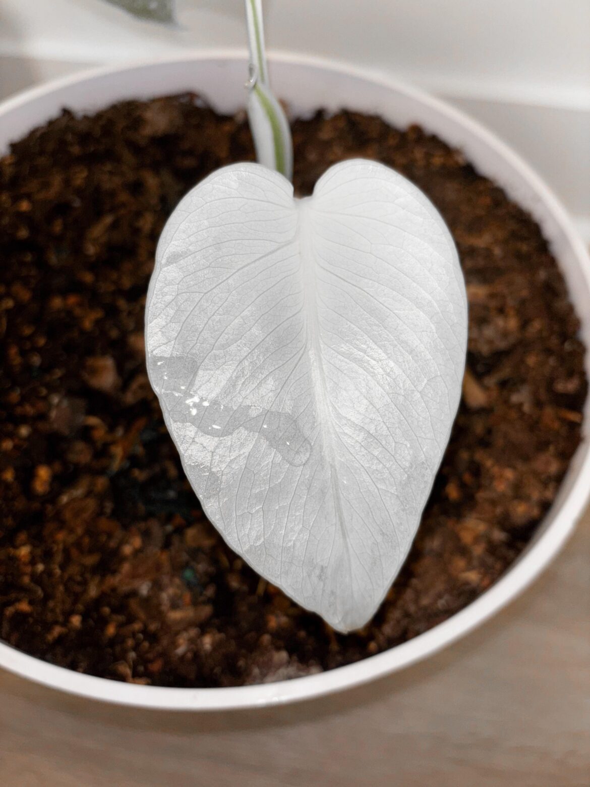 Is My Monstera Racist?