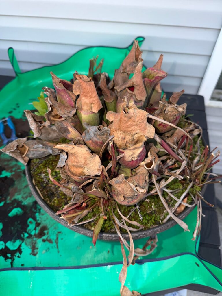 Trimming My Huge Rosea Trimming My Huge Rosea