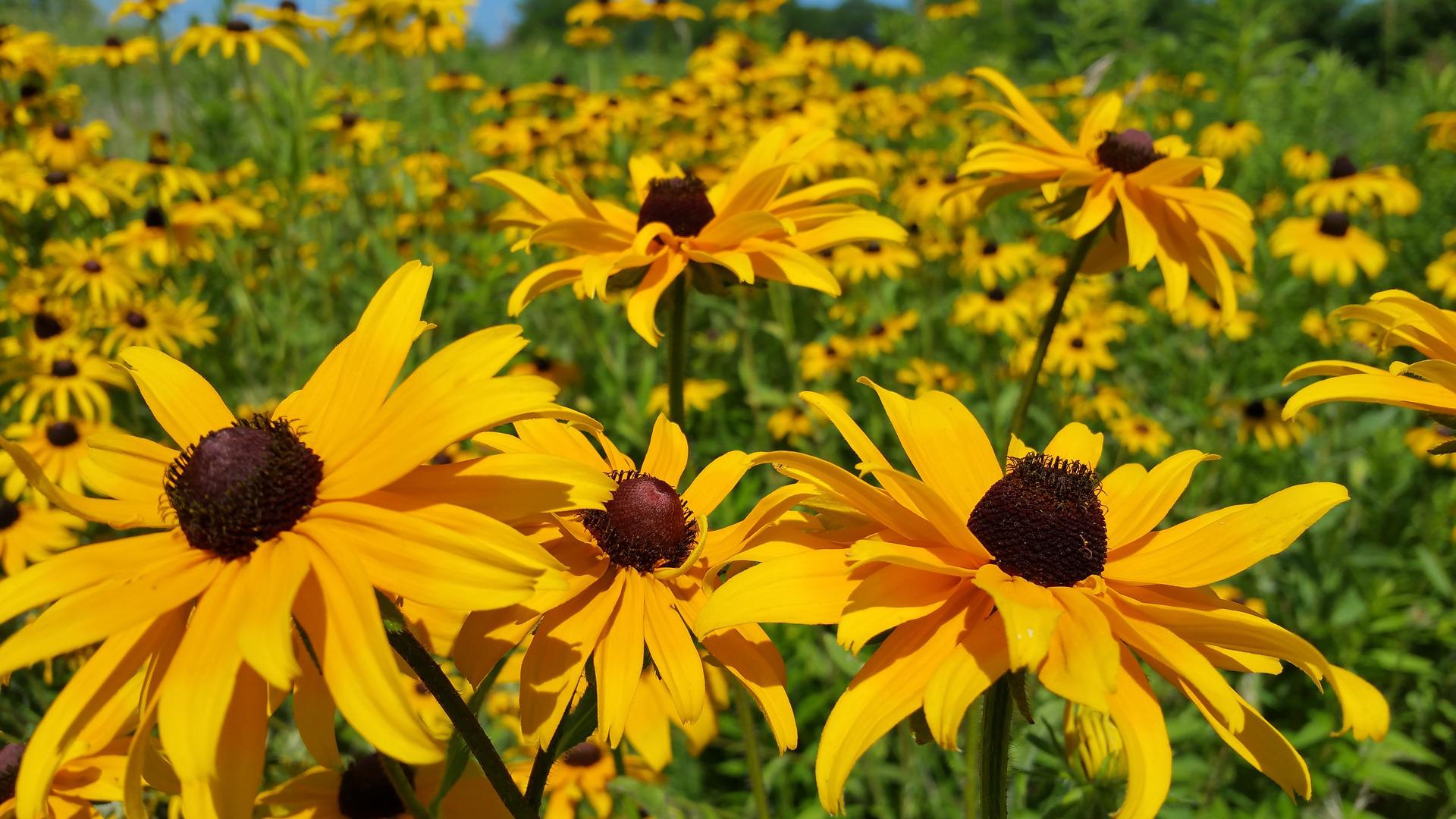 Meadow of Black-eyes Susans.