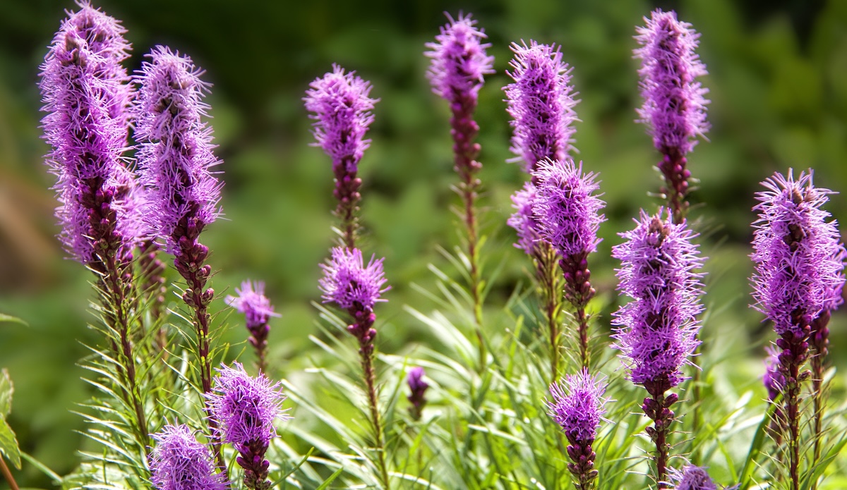 Purple Blazing Star (Liatris Spicata)