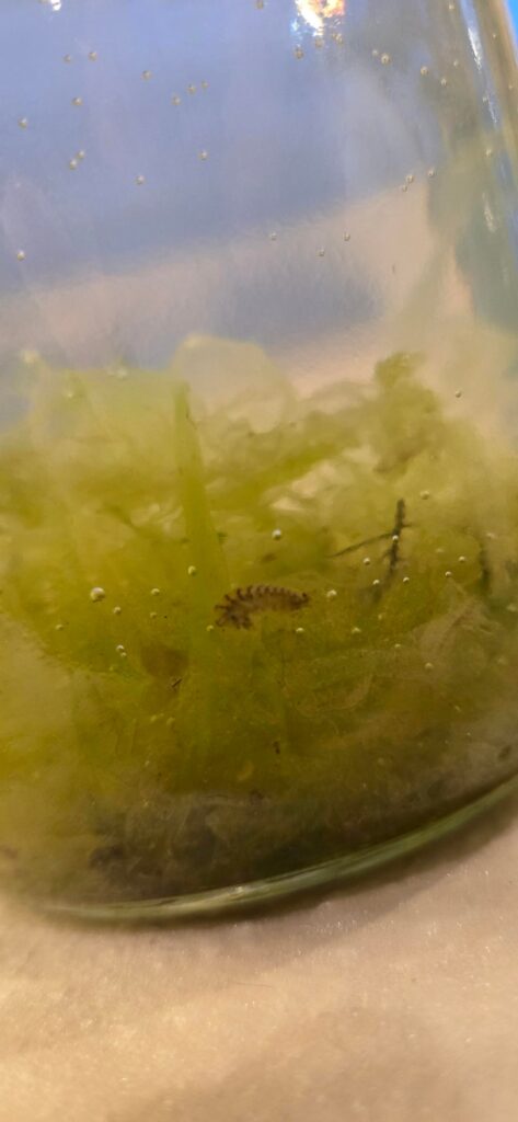 pls help im scared for my shrimps