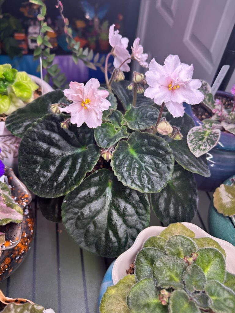 One of the best Hoffman White African Violets I’ve grown in my 15 years growing them. And this variety has been passed down in my family for over 60 years.