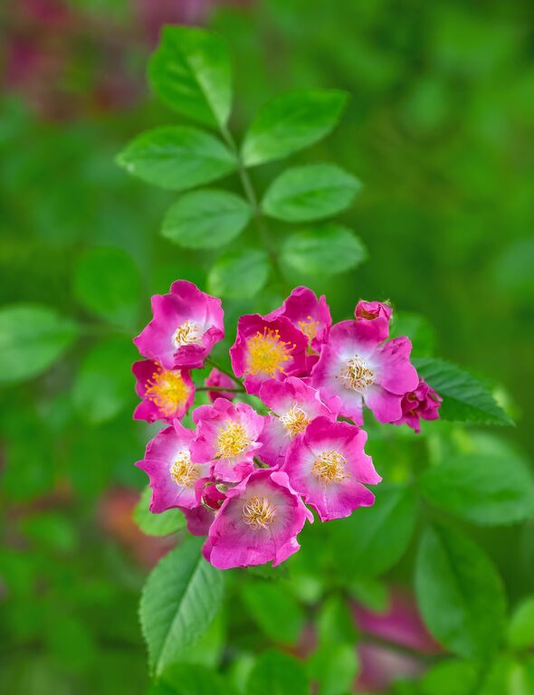 Blossoms of a purplerambling rose flower