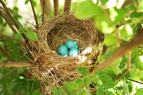 Blue Robin Eggs in nest