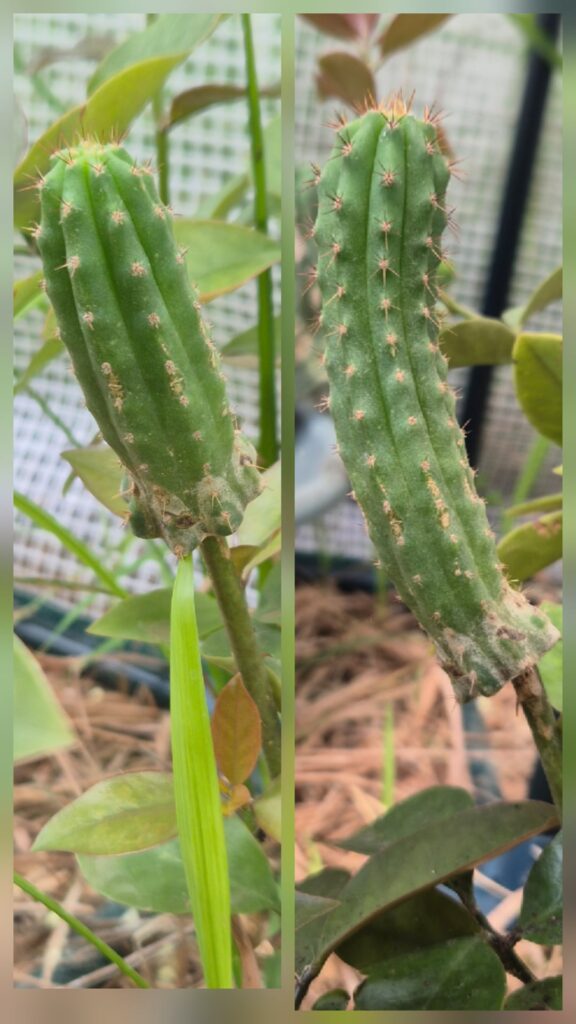 Update for Pach on Pereskia grafts