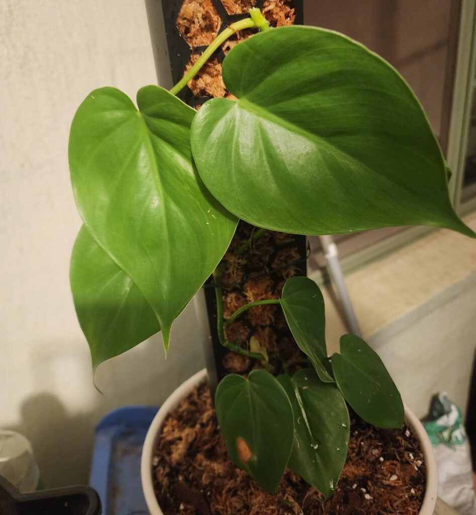 Accidentally cut off the top of the main stem on my Heart Leaf Philodendron