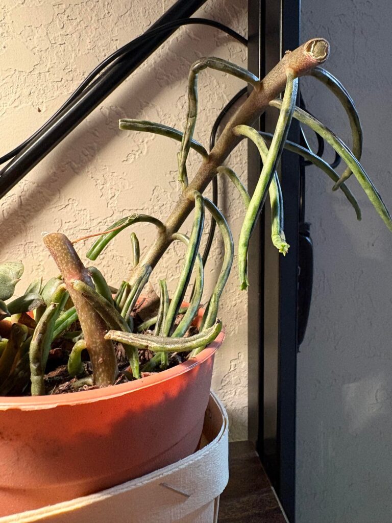 Can someone help me identify this pls