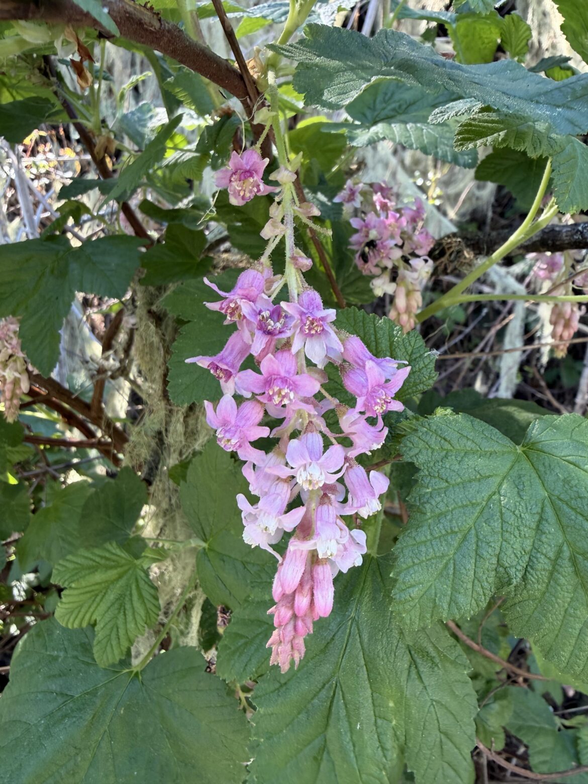 Red Flowering Currant
