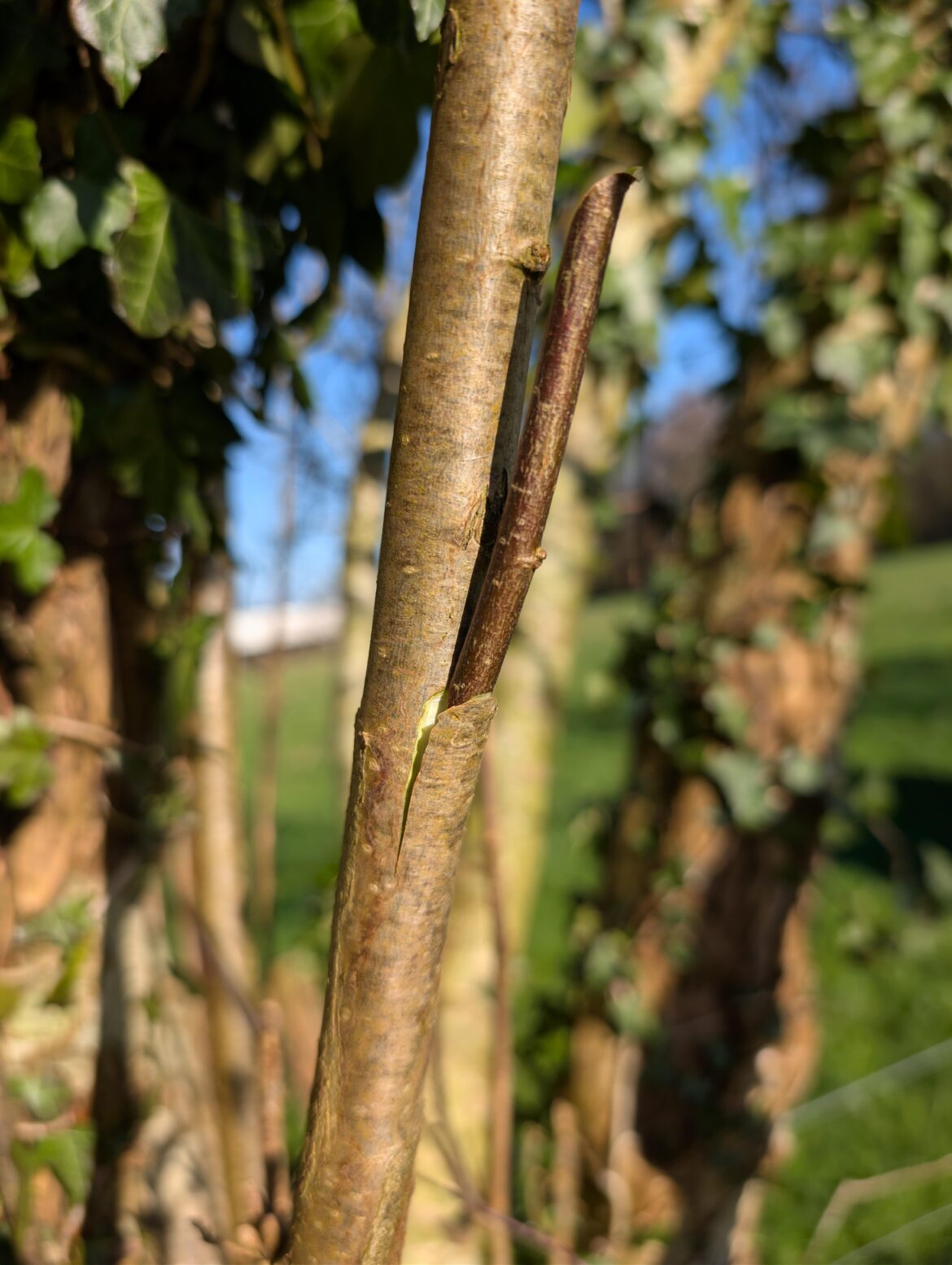 Would a simple graft like that work on an apple/pear tree ?