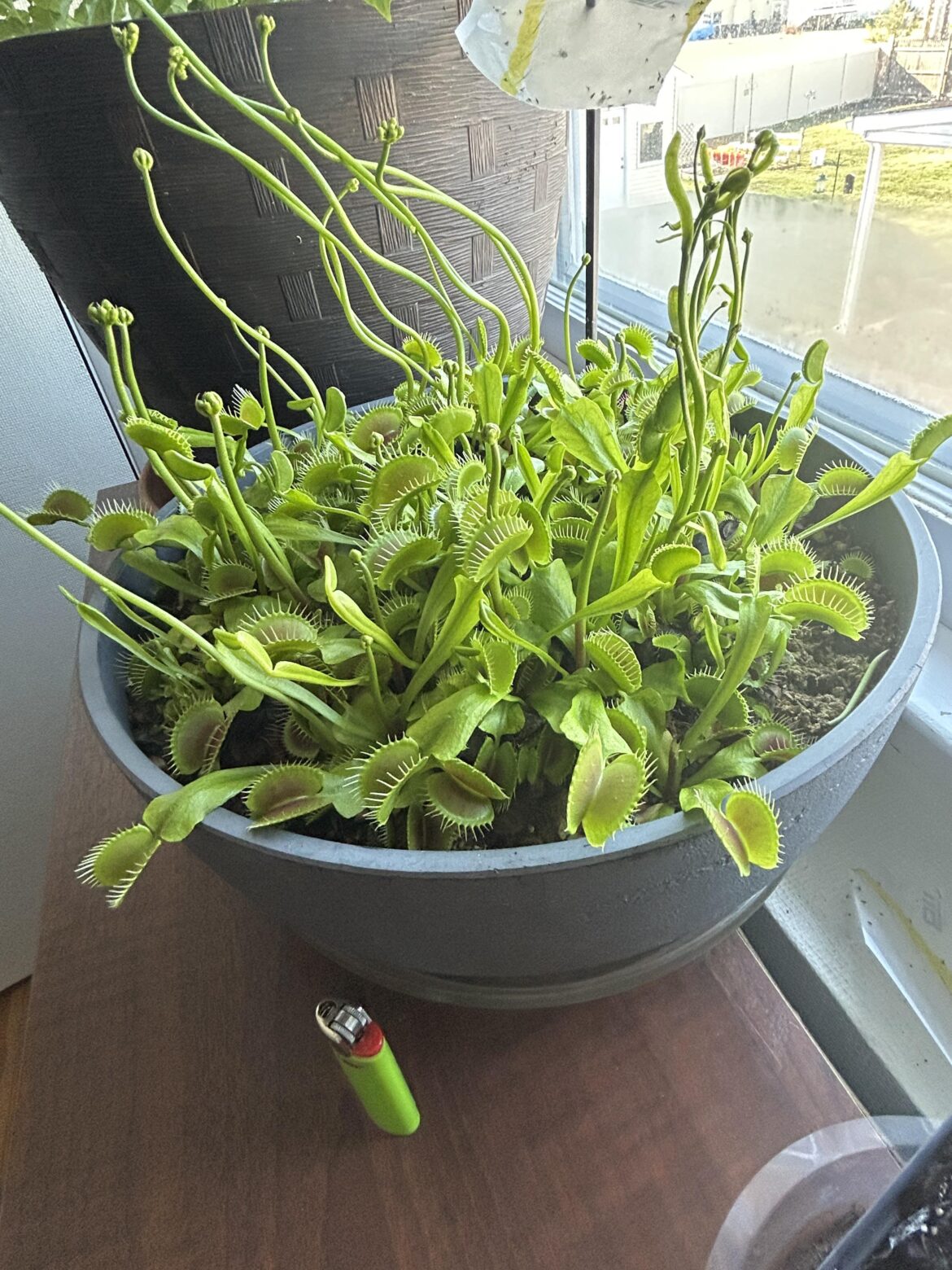 How bad is it really for vft’s to flower ? How bad is it really for vft’s to flower ?