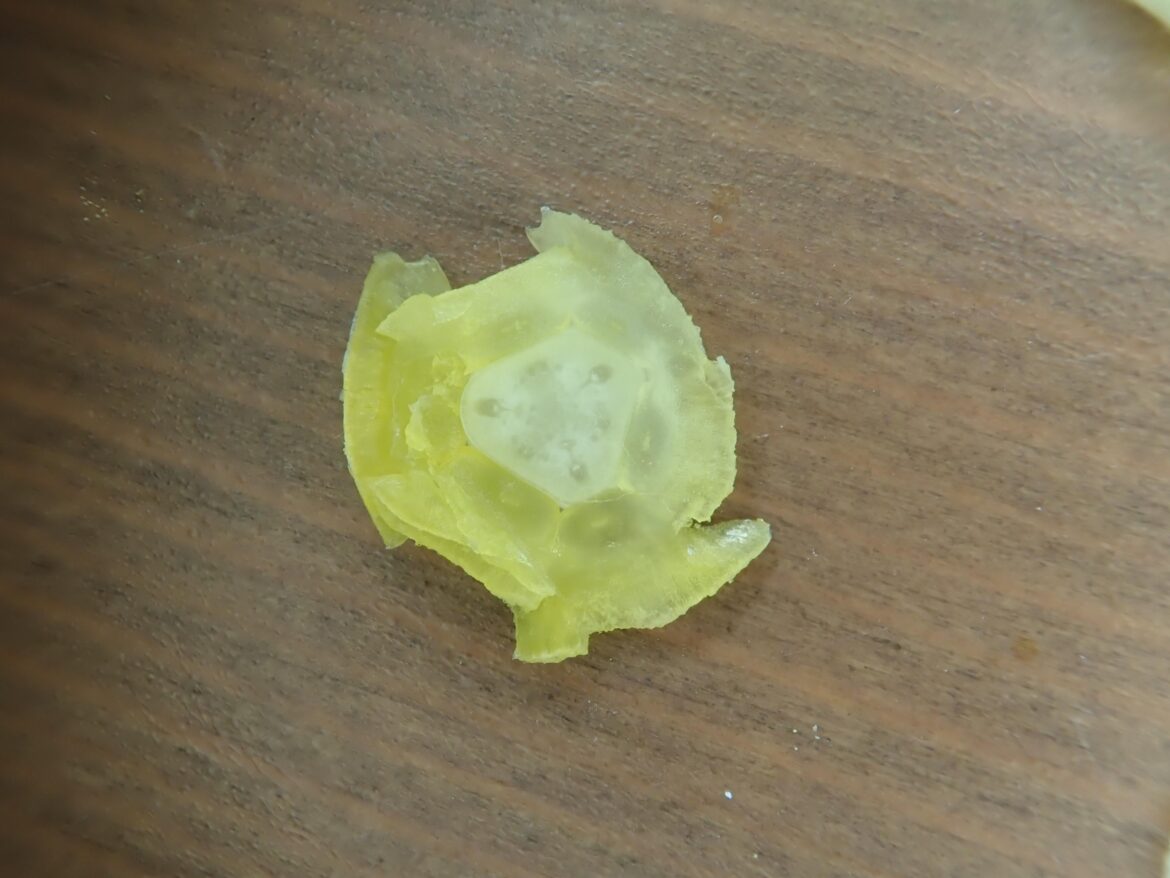 Tulip Disection - Ovary