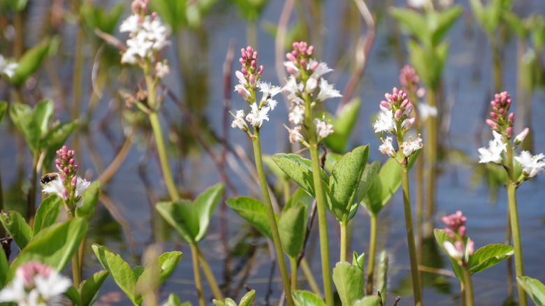 A close up of the little white flower of bog beans growing up out of the water.