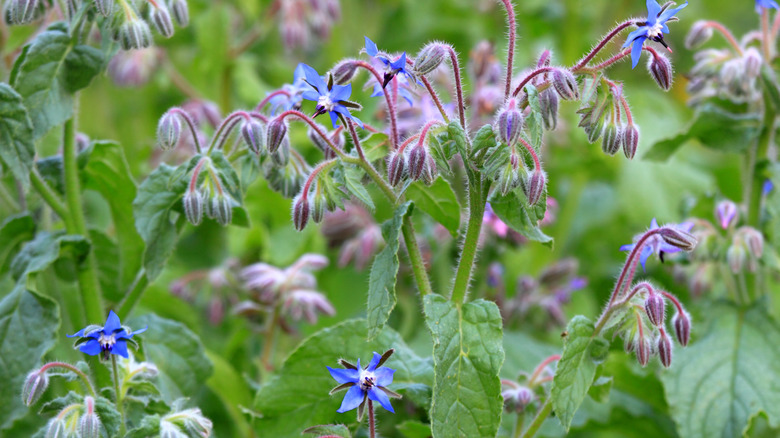 Borage flowers blooming and growing in a garden