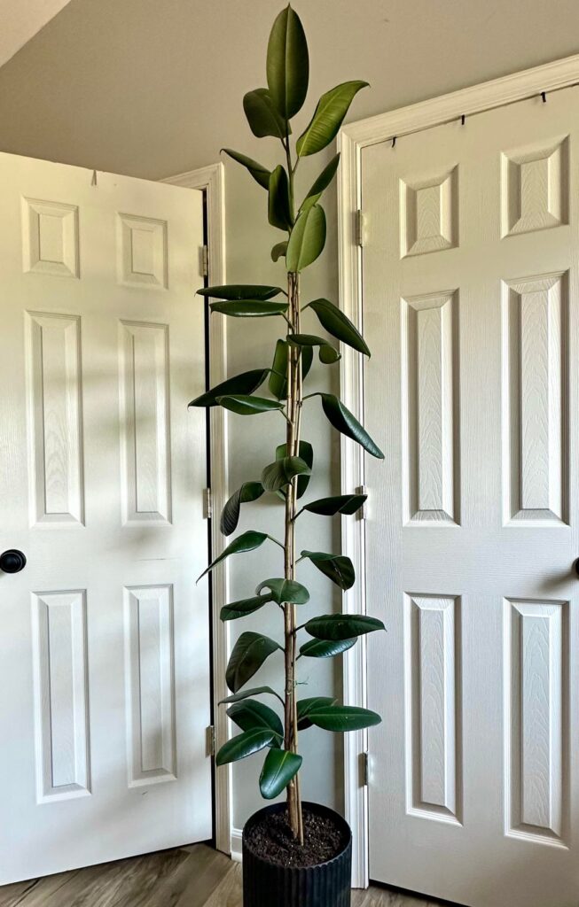 From Walmart Clearance to Ceiling Height…but now her leaves are drooping and I'm confused 😭 help!