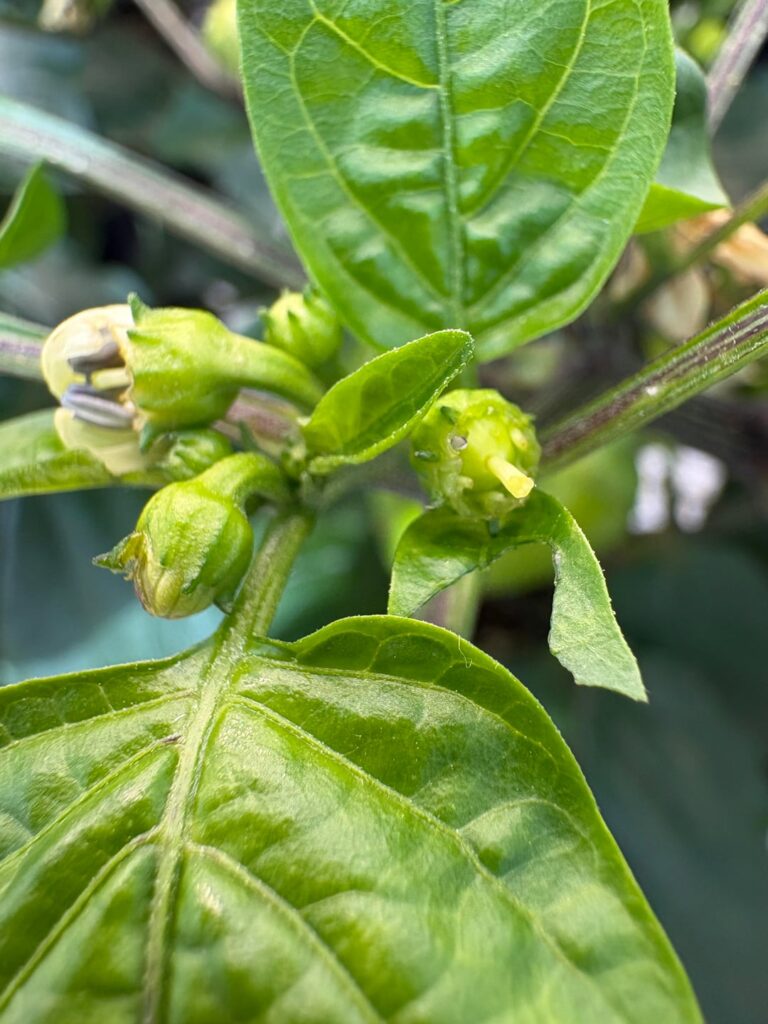 Is this flower already pollinated?
