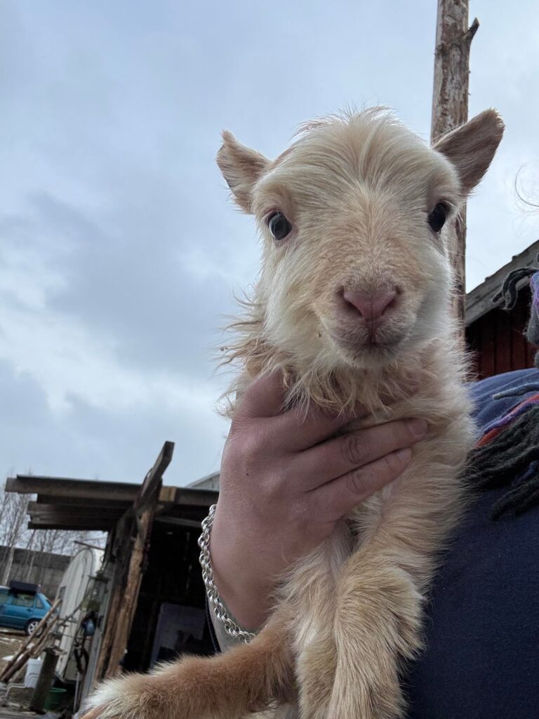 First baby of my endangered sheep