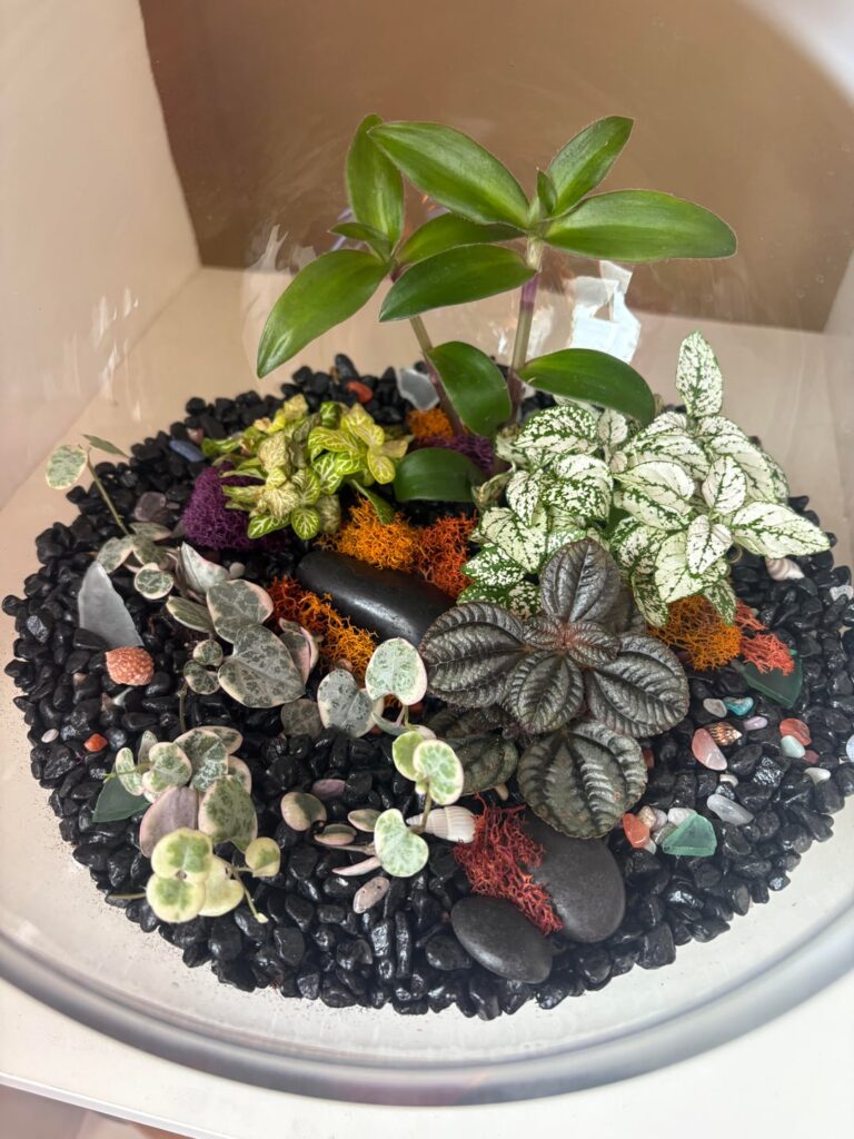 New terrarium nerve plant looks sad?