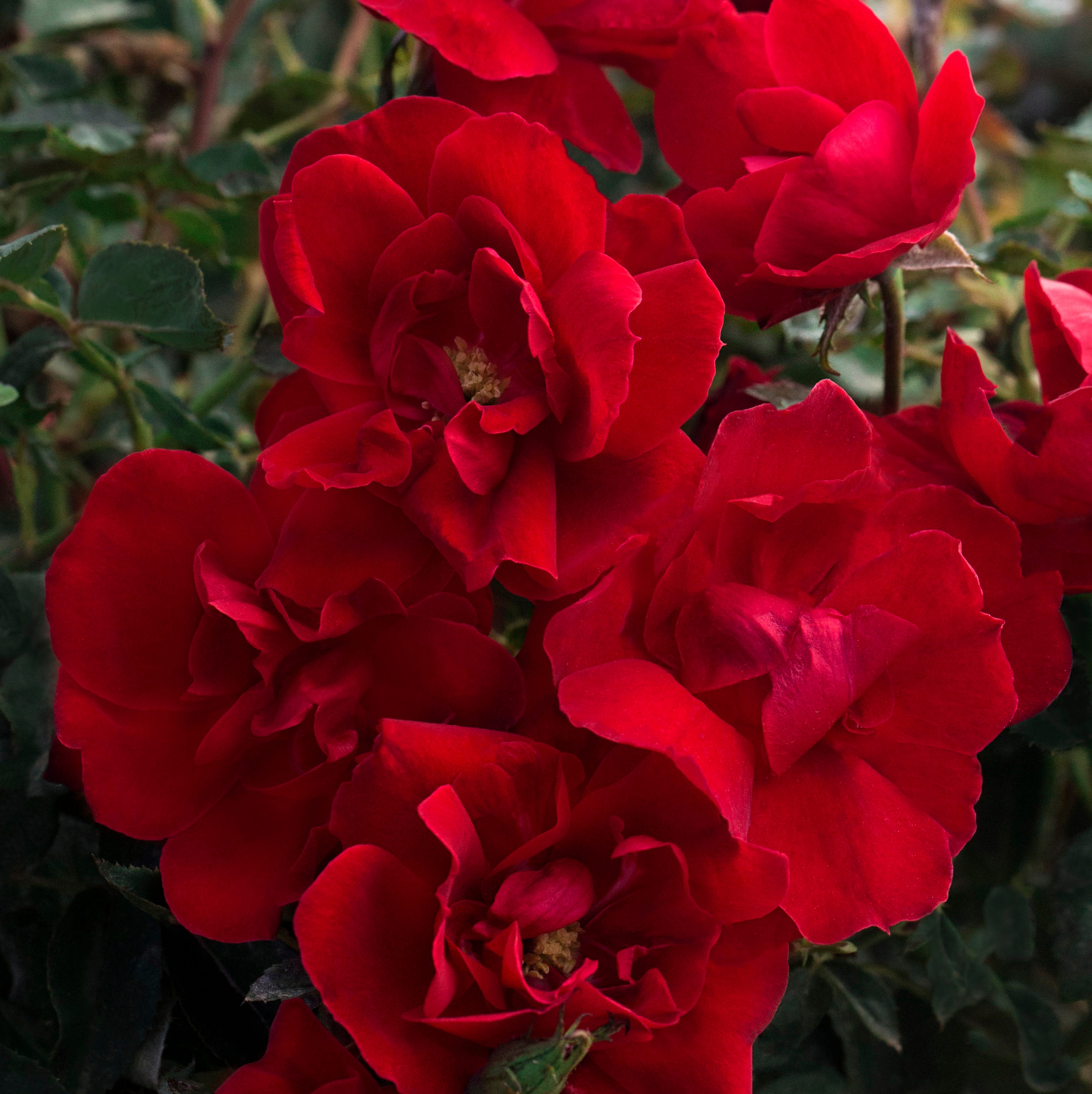 star roses and plants brick house