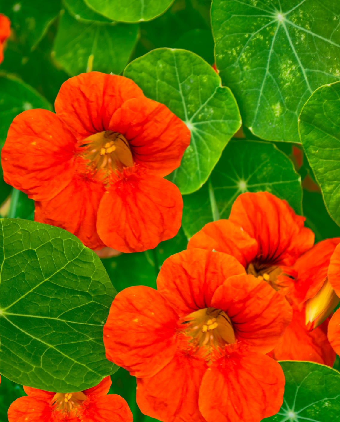flowers to grow from seed nasturtium