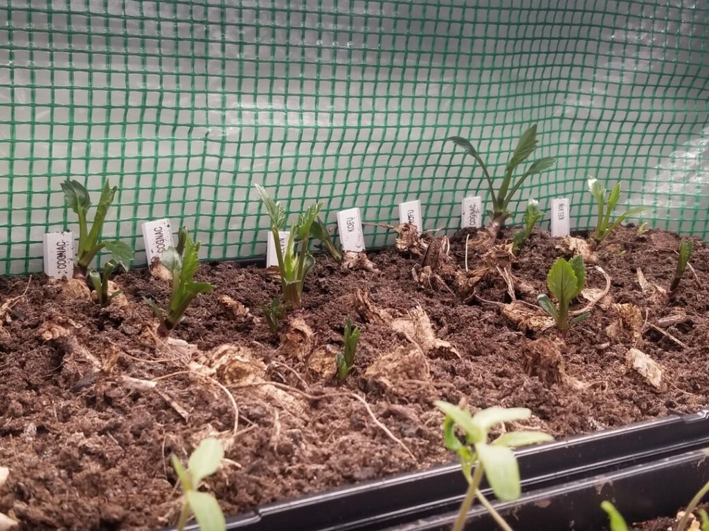 This will be my third season growing dahlias and this is my first attempt at a cutting bed. I plan to take “pulls” to root separately, so that each individual tuber can give me more than 1 plant. This will be my third season growing dahlias and this is my first attempt at a cutting bed. I plan to take "pulls" to root separately, so that each individual tuber can give me more than 1 plant.