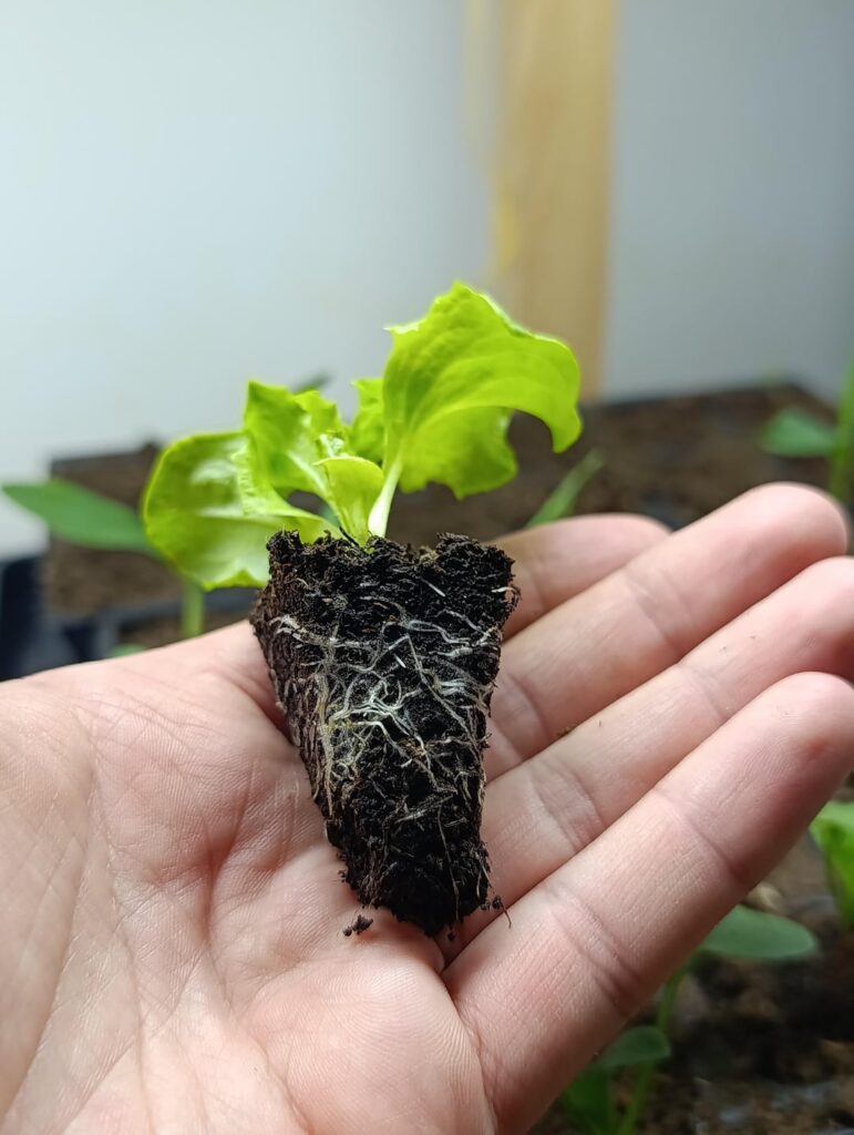 Lettuce got upgraded to bigger pots