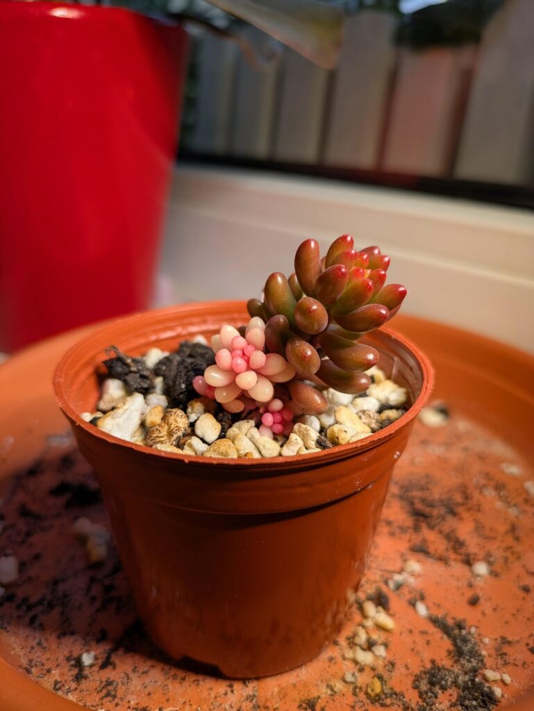 Look at this funny little guy 🥹
