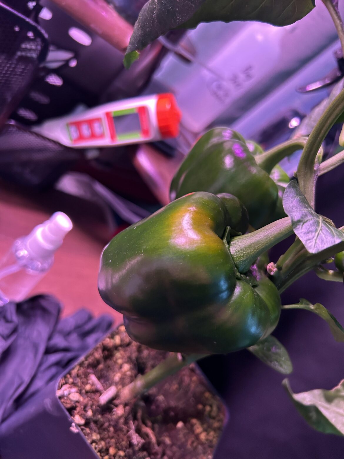 My first indoor pepper