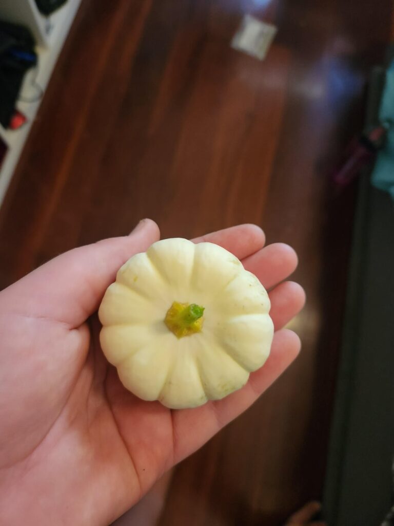 First baby boo pumpkin harvest