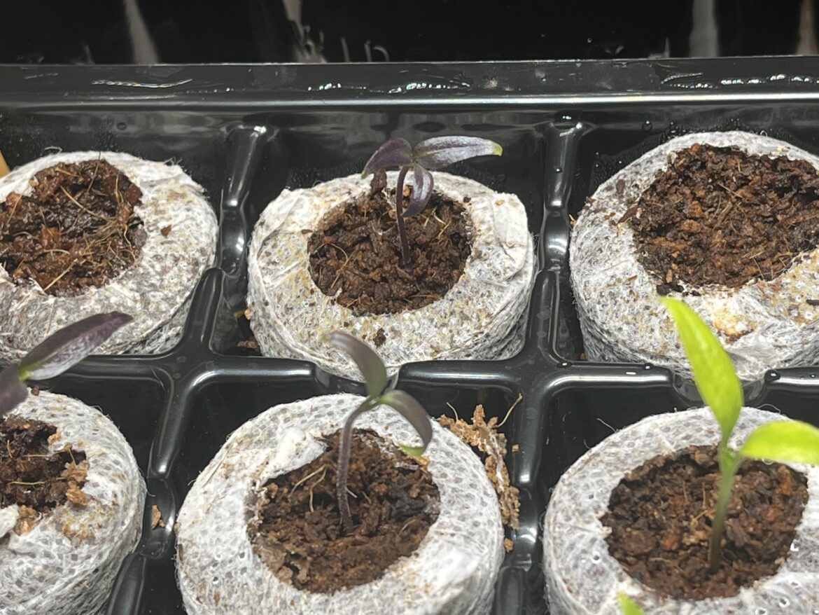 Hoping for interesting results with this one