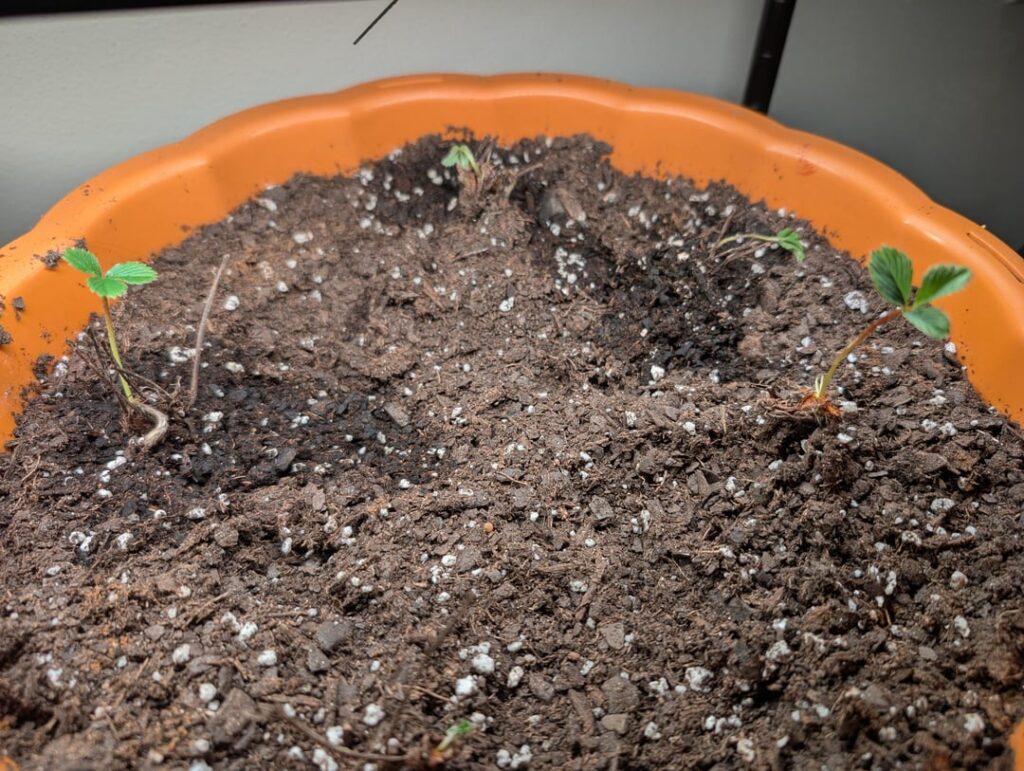 Strawberries growing then dying