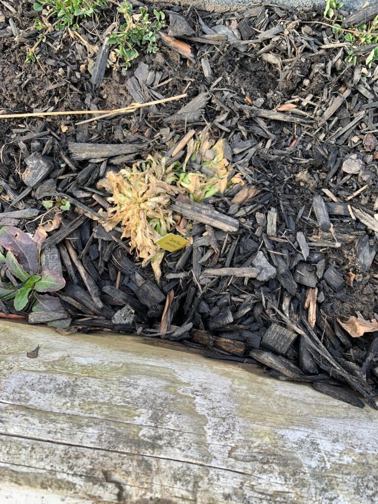 I’ve never overwintered before. Did these plants survive the winter? I’ve never overwintered before. Did these plants survive the winter?