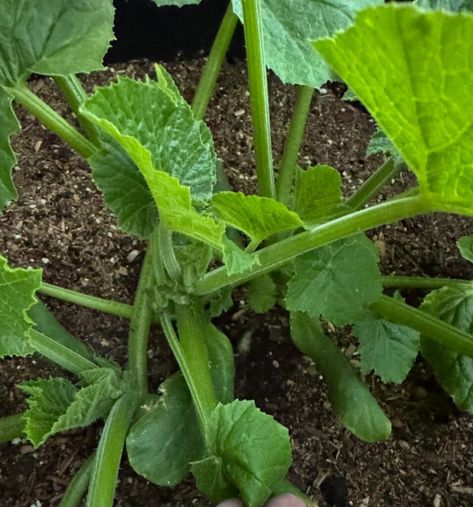 Is it too late to thin my zucchini?