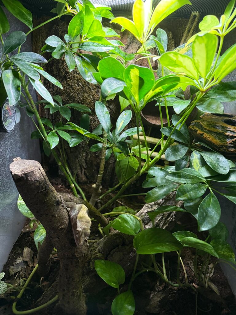 isopods escaping