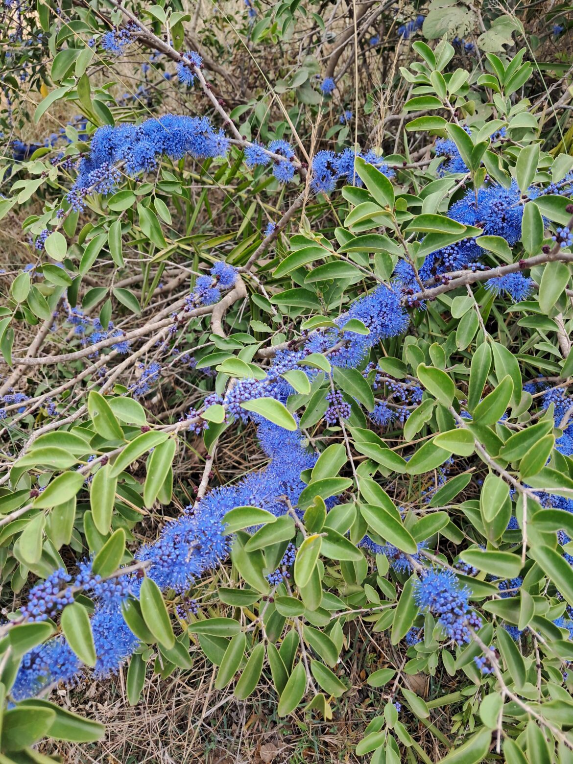 plant found in an overgrown area