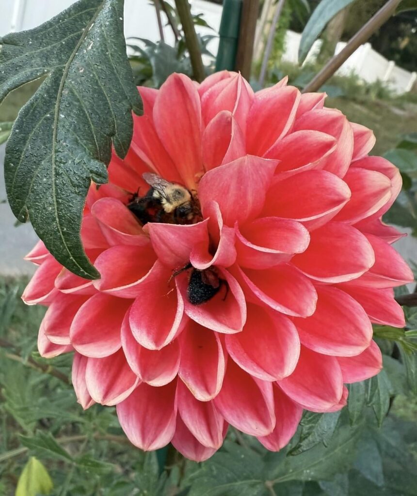 Big Box stores & gall