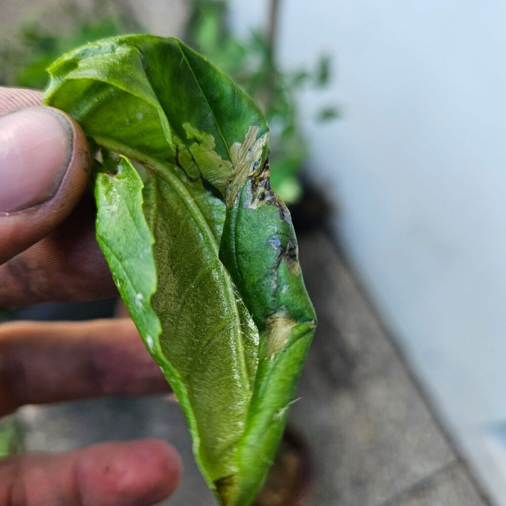 New to gardening and Im in over my head