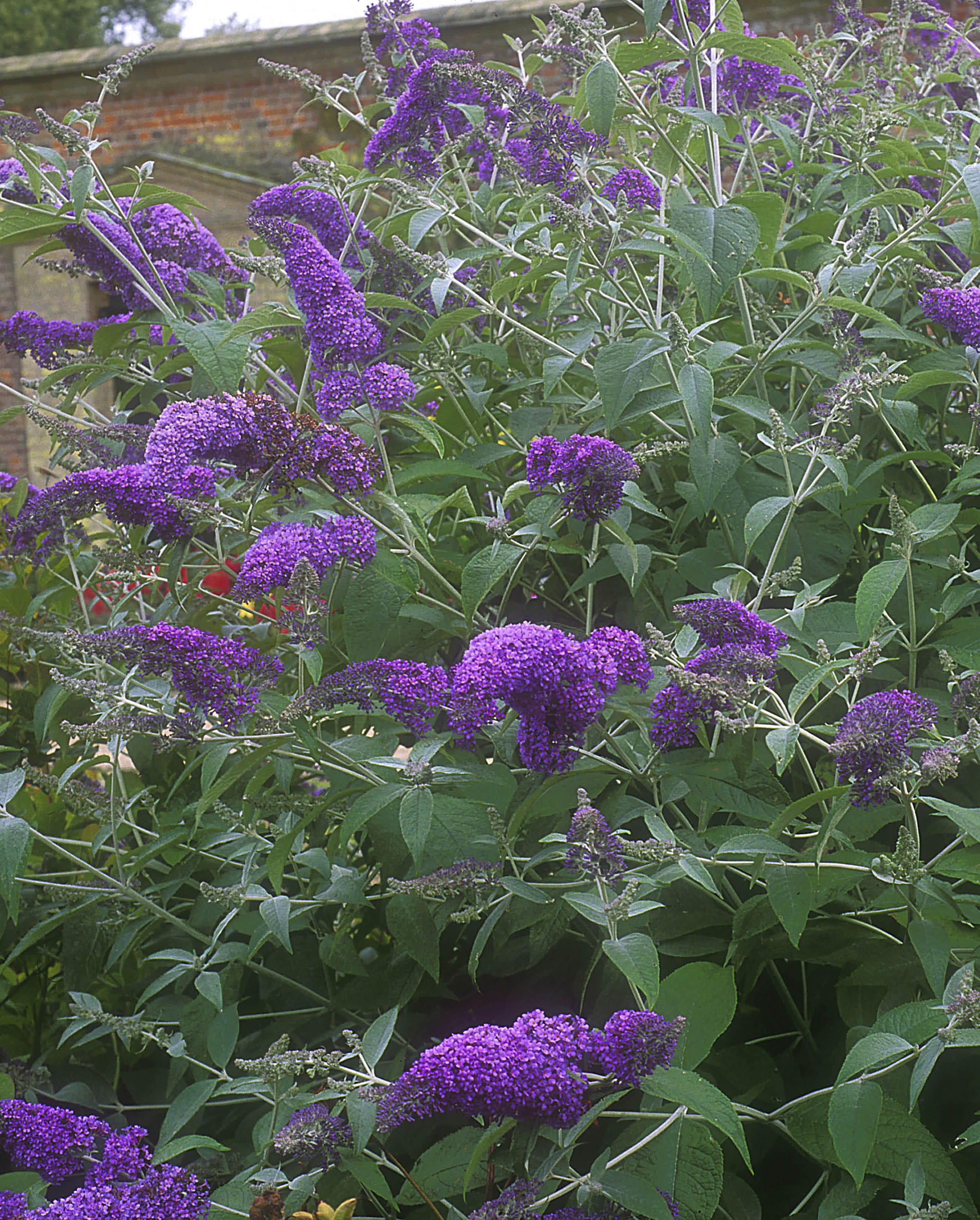 buddleia lochinch, july, norfolk
