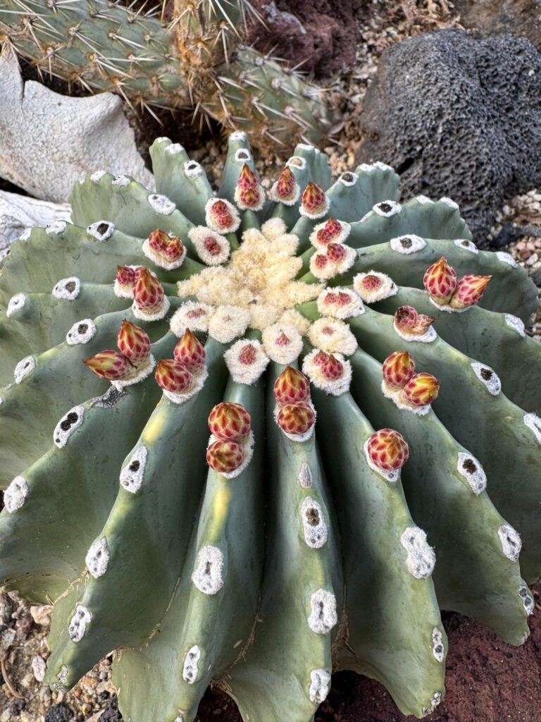 Bud over bloom