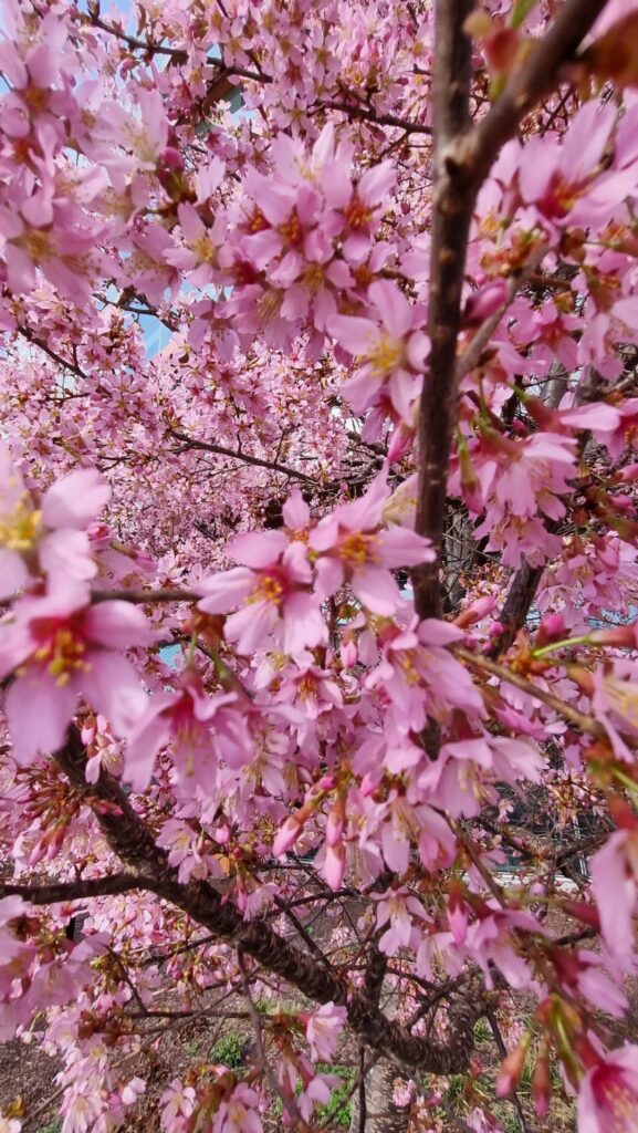 Cherry Blossoms starting their bloom