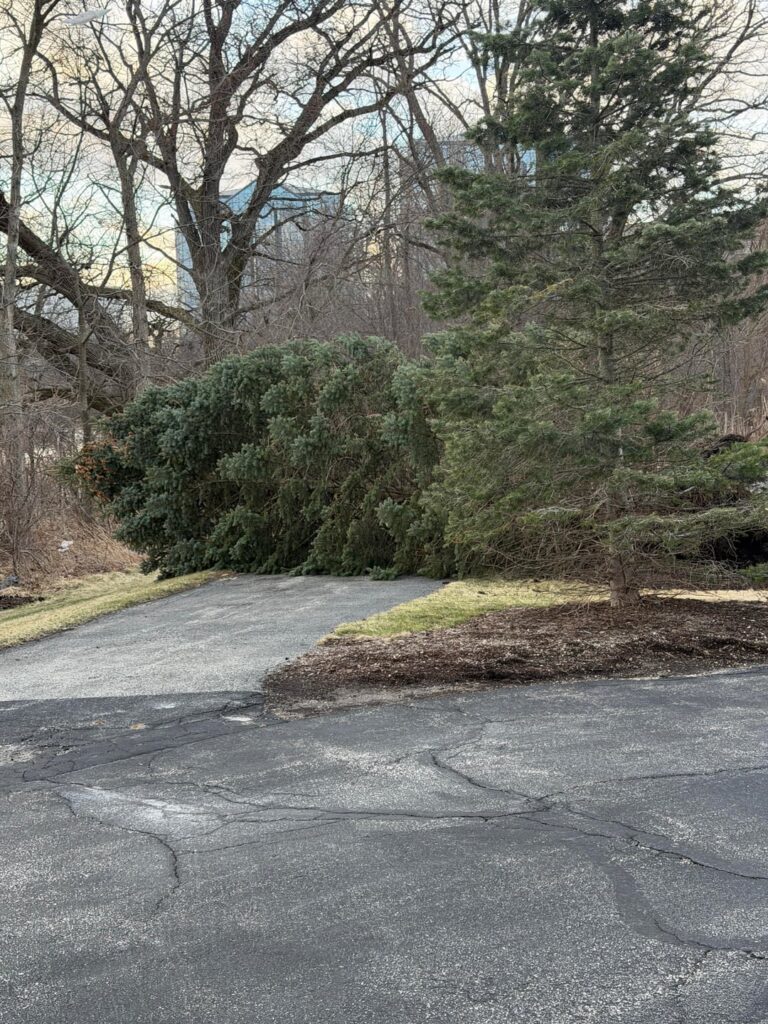Wind blew this tree over, trying to see if it can be saved
