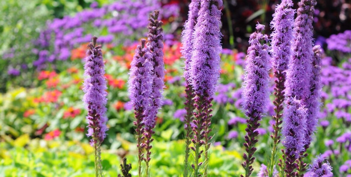 10 Bulbs to Plant in March for a Summer Garden Bursting with Colour, from Gladiolus to Lilies 10 Bulbs to Plant in March for a Summer Garden Bursting with Colour, from Gladiolus to Lilies