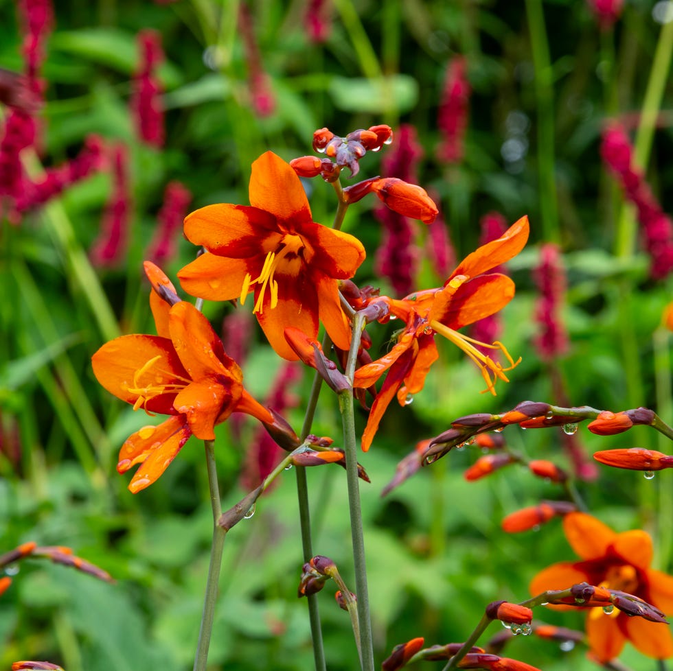 The bulbs to plant in March a large flowered form of crocosmia