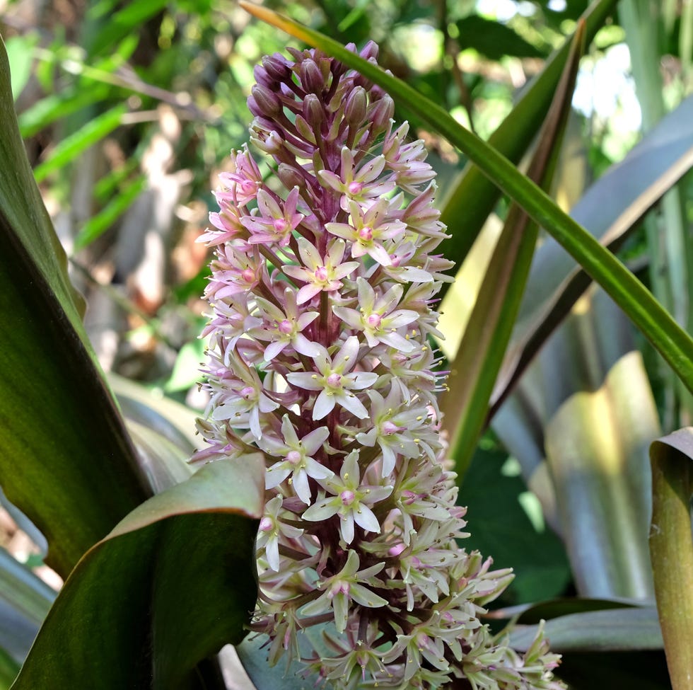 The best bulbs to plant in March eucomis comosa flower
