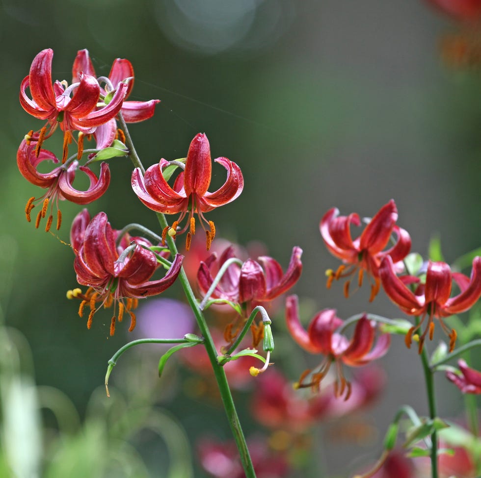 The best bulbs to plant in March lily lilium martagon 'claude shride' in flower